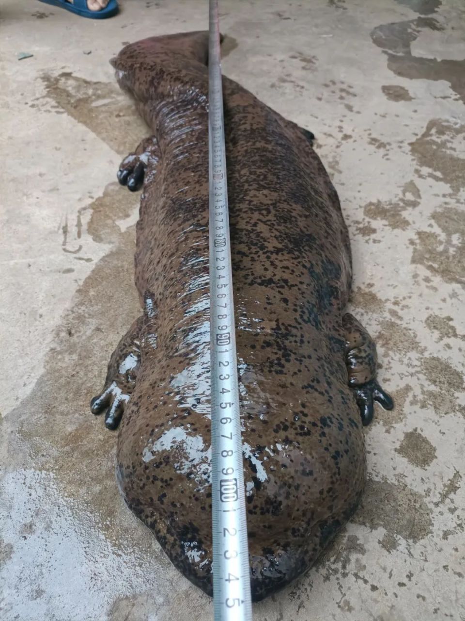 3公斤!德昌野生"娃娃鱼"放归大自然