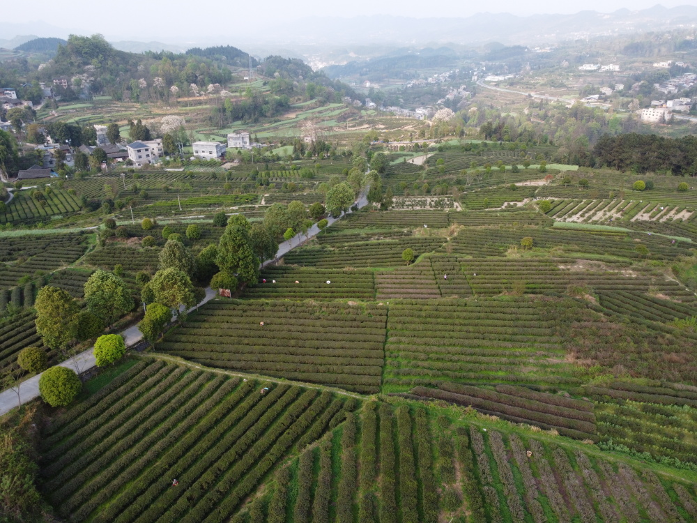 这是4月2日在贵州省石阡县龙井仡佬族侗族乡枫香坪村拍摄的茶园(无人