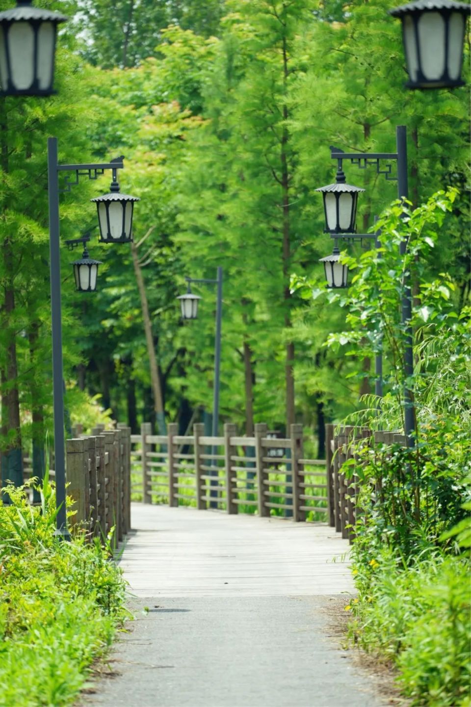 放眼望去树木高耸入云,初夏的墨翠烟霭,必然对应着唯美的景致.