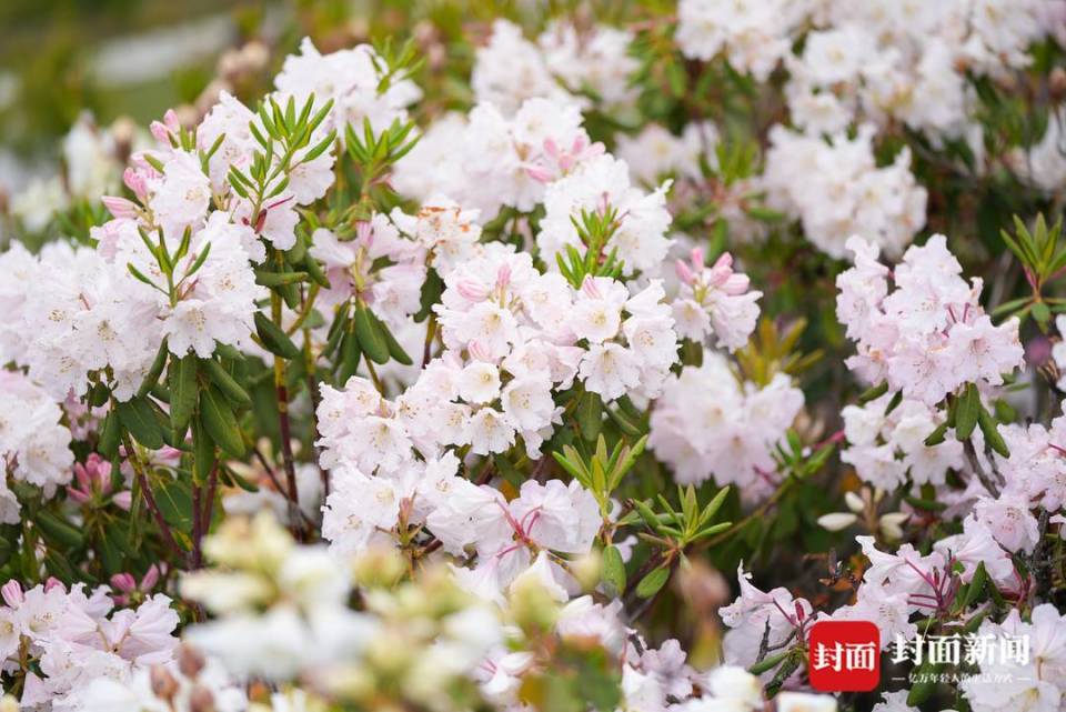 四川凉山金阳县10万亩索玛花进入盛花期丨图集