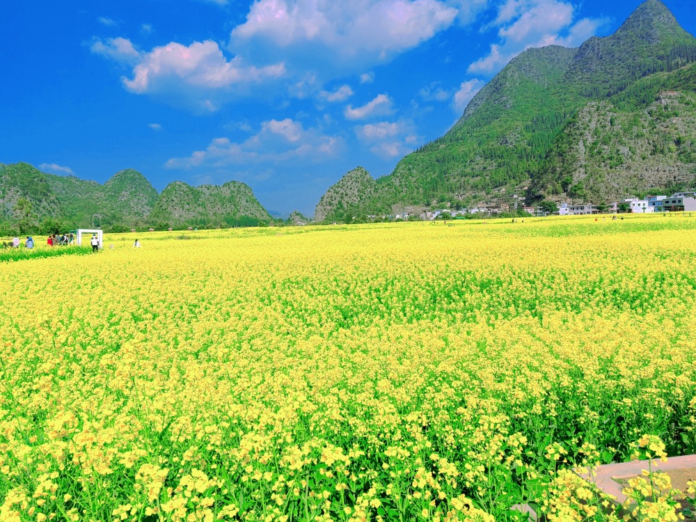 油菜花海的图片大全图片