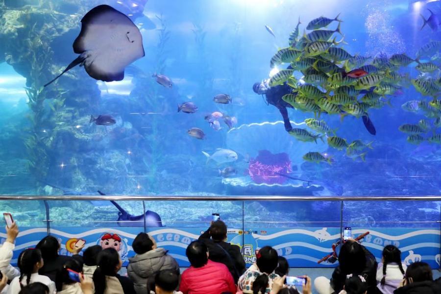 青岛:鱼翔龙舞,海底世界看精彩