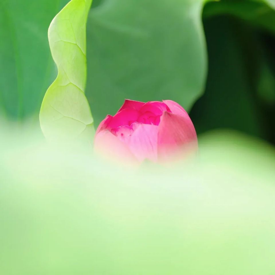 台州再添一处网红打卡地,100多亩荷花盛开