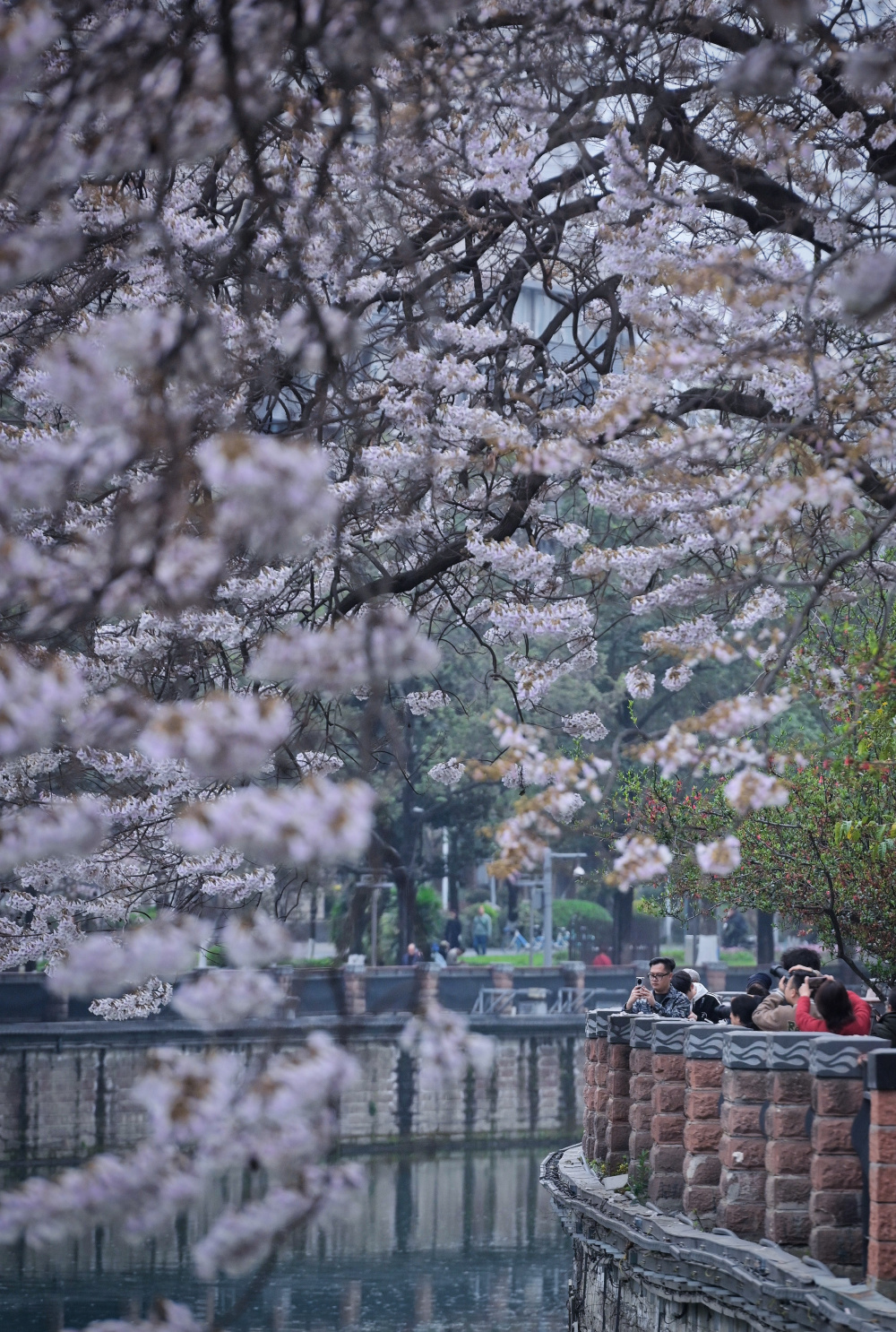 成都泡桐花图片