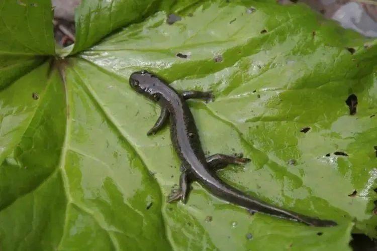 男子在小溪捕捉38尾"接骨丹"被判刑,经鉴定系国家二级保护野生动物