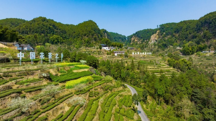 四川荣县获"中国特色魅力茶乡"_腾讯新闻