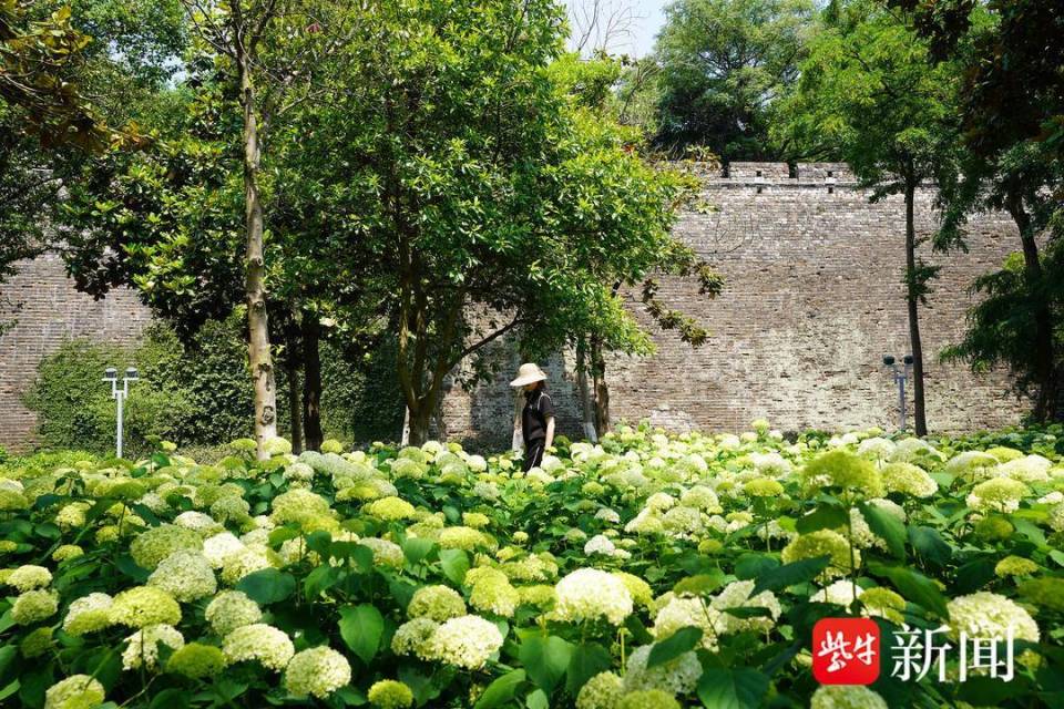 【视频】南京绣球公园里,绣球花绽放芳香满园