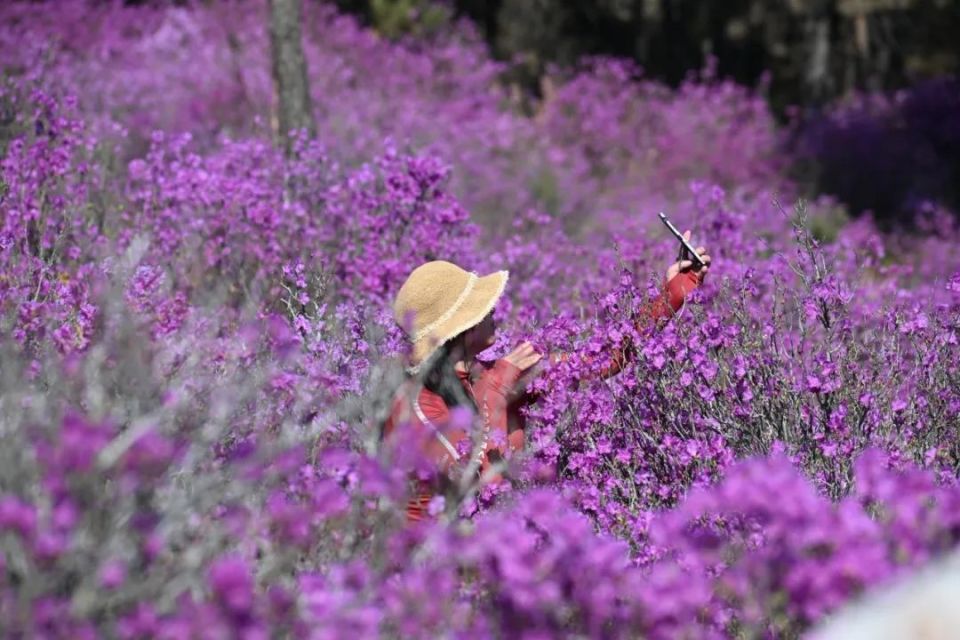 龙井市犇福金达莱花海迎来最佳赏花期——百亩金达莱花迎春怒放