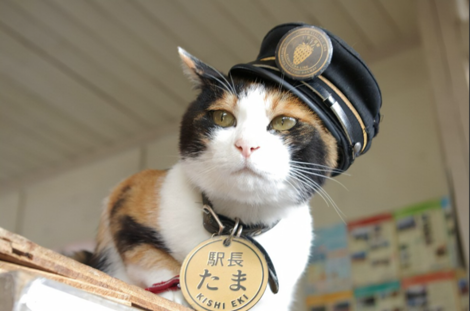让日本电铁起死回生的"猫咪站长",如今成为车站神明?
