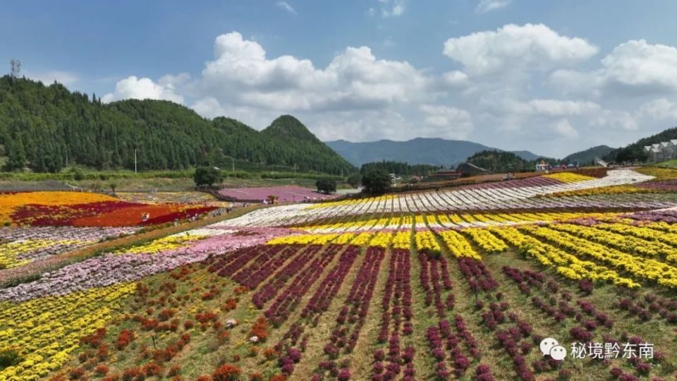 【关注】麻江县药谷江村菊花园国庆假期吸引上万人打卡游玩_腾讯新闻