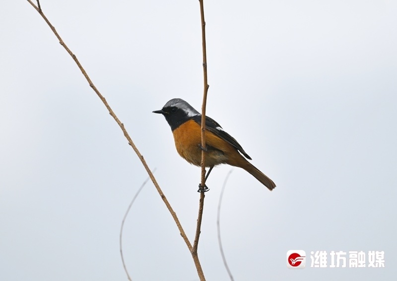 追鸟| 时尚"火燕"在线"吃播",好萌!_腾讯新闻