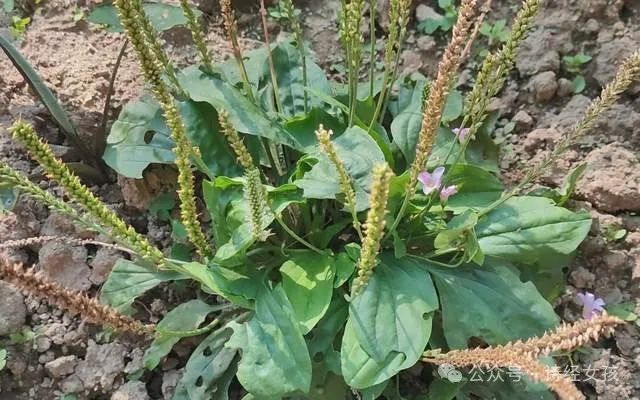 探寻《诗经》里的春光(十一):车前草