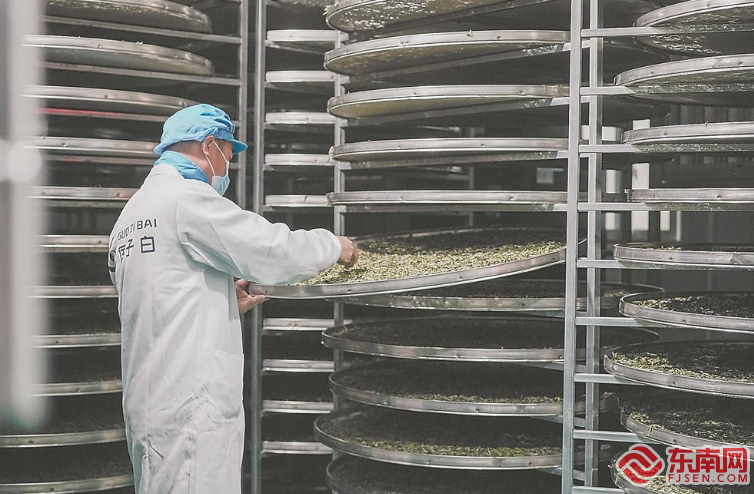 福鼎国子生态茶业公司通过技术改进后的萎凋温控车间东南网3月18日