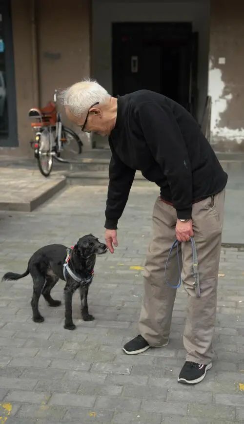 杭州"神犬小七",立大功了!_腾讯新闻