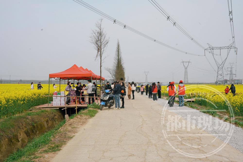 南昌县蒋巷镇春意渐浓赏花踏青正当时