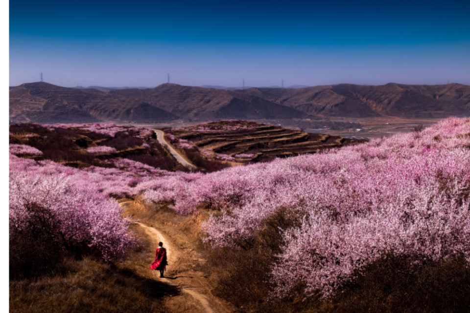 山花烂漫浪固原—赏花打卡点_腾讯新闻