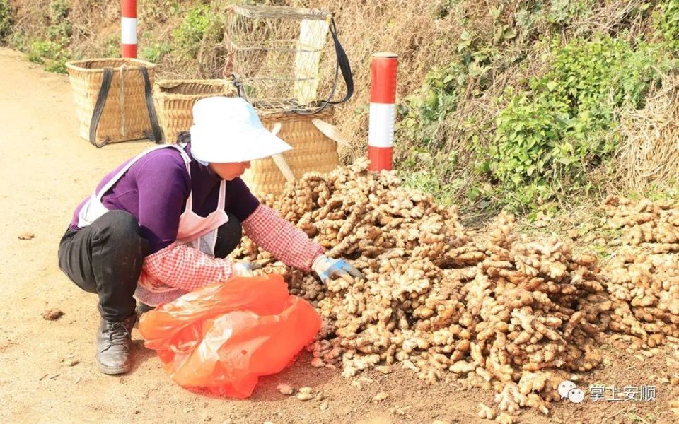 [南方生姜网-图片加载]