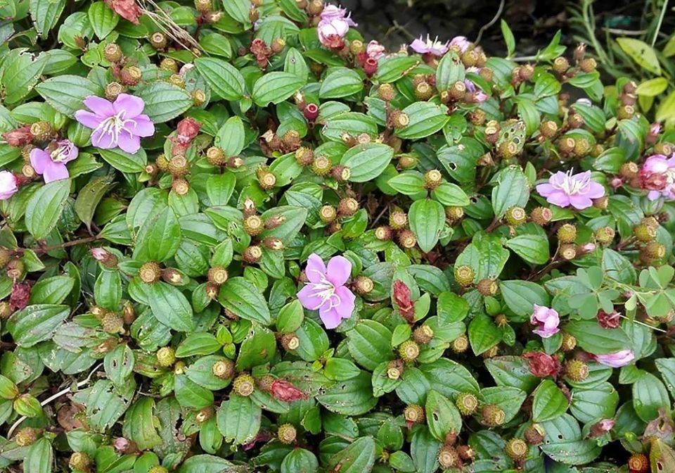 农村6大夏季野果,第1种被誉为"水果之王",最后一种泡酒是一绝