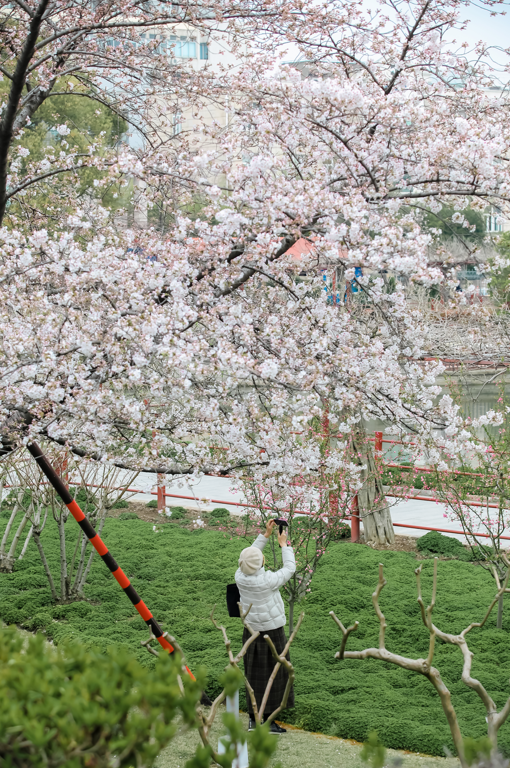 【提示】嘉定紫藤园赏花指南春樱烂漫正当时,紫藤花季则将推迟～_腾讯