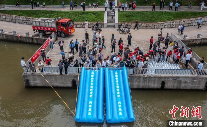 湖南放流160余万尾鱼 助力长江濒危鱼类保护