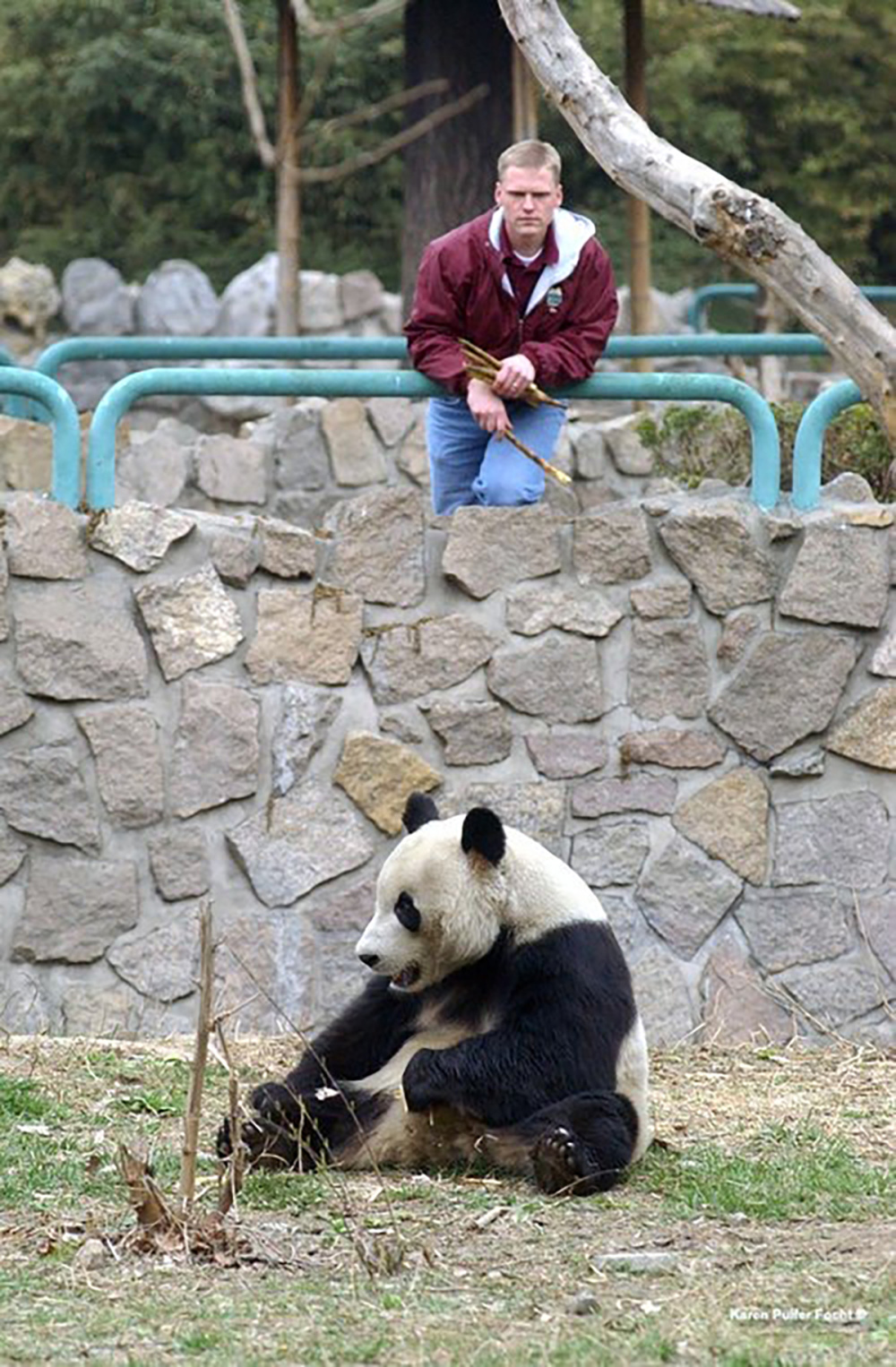 旅美大熊猫丫丫租期图片