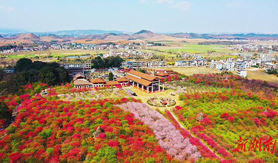 樱花烂漫春光美