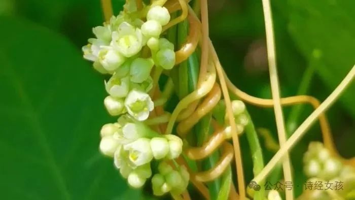 探寻《诗经》里的春光(九):菟丝花_腾讯新闻