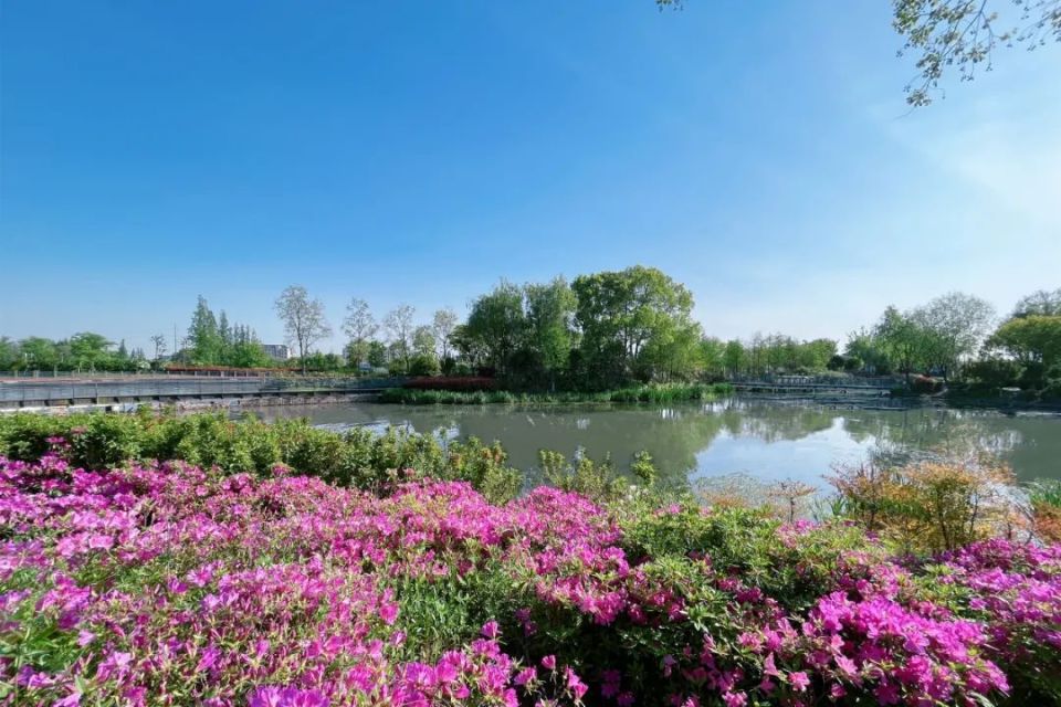 青浦环城水系公园丨送给你暮春到初夏的"繁花",来收图