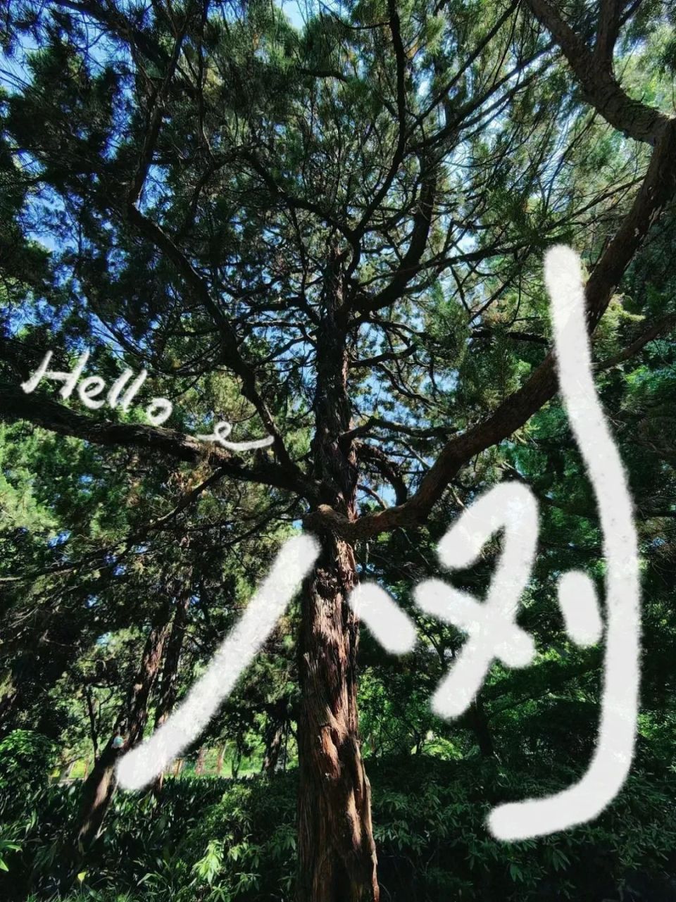 641
