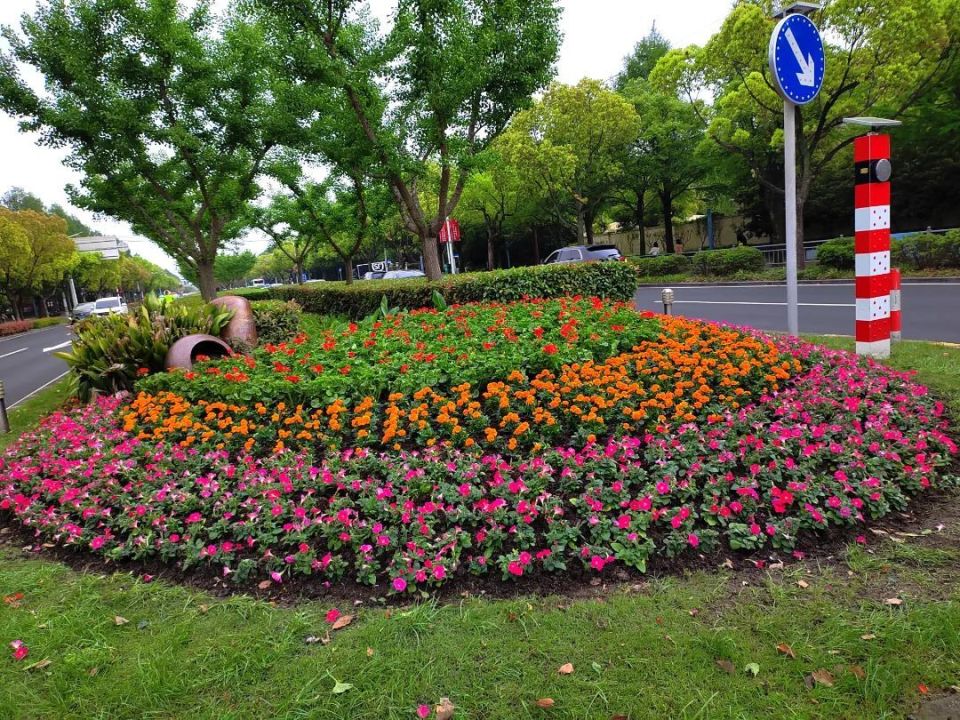 来看各区花卉布置现场图