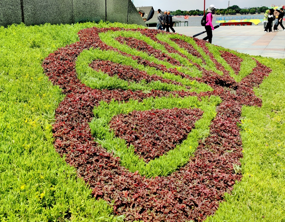 五色草花期图片