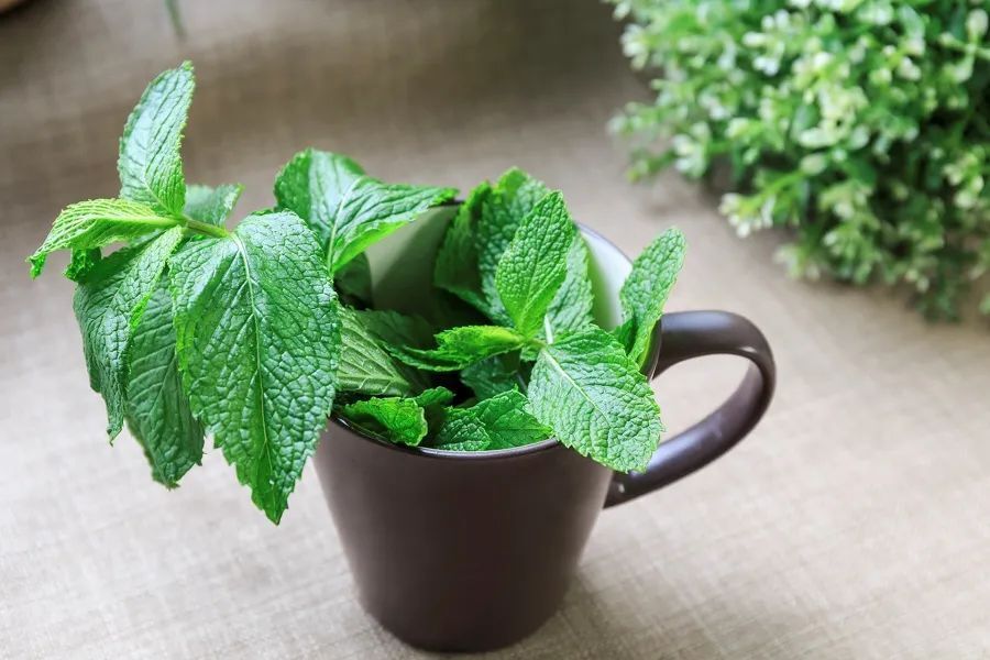 炎热夏季，薄荷竟有如此多妙用？还能治病，你知道吗