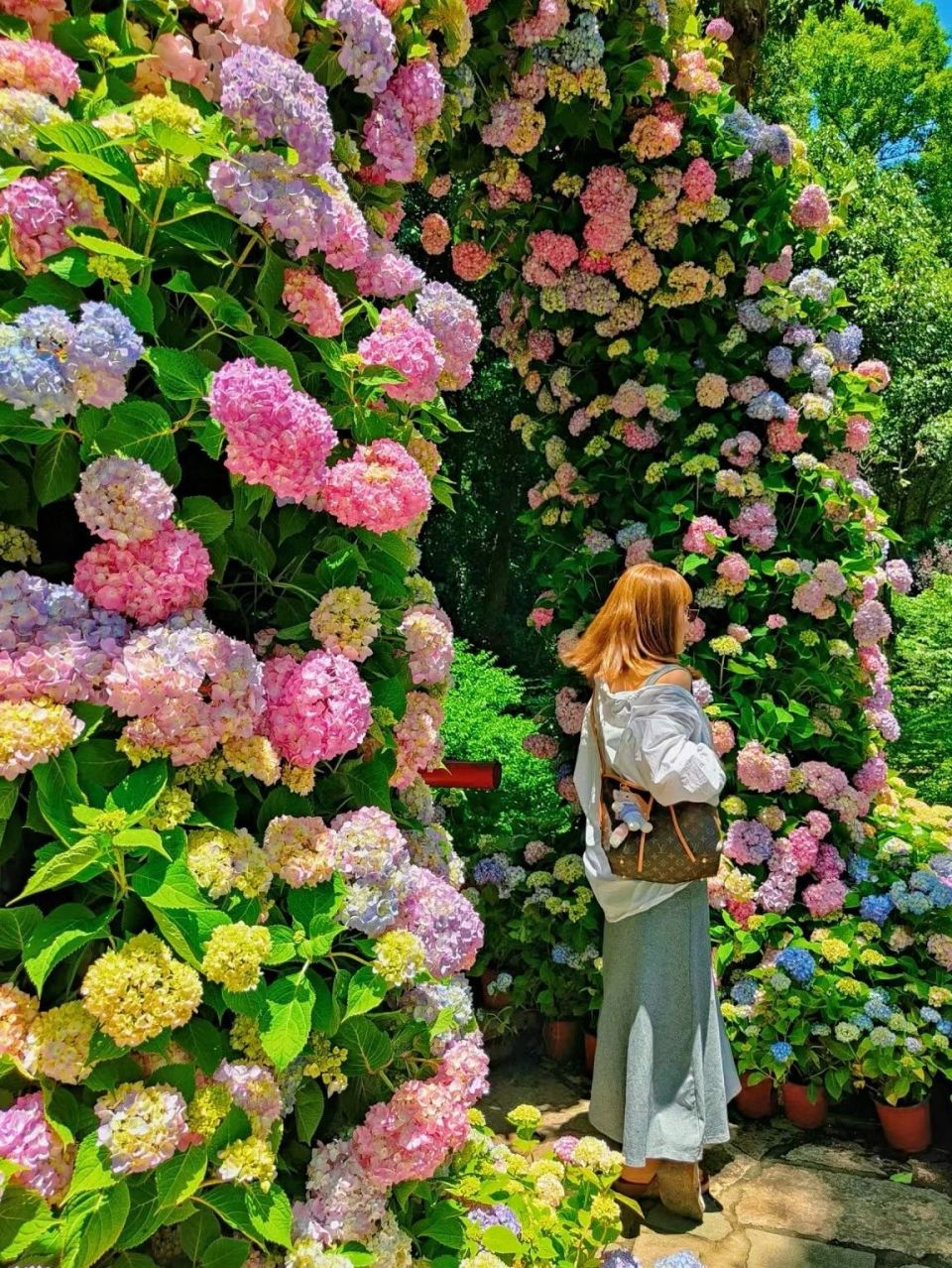 漫山遍野的绣球花海美到失语,趁人少我先冲了!
