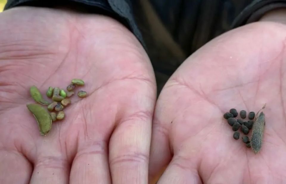 野大豆是豆科大豆属的一个独立种,俗称乌豆,劳豆或山黄豆,其豆粒比