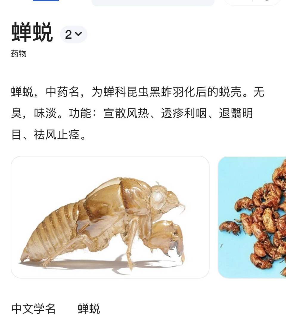 专家介绍,"知了猴"是知了的幼虫,也叫"金蝉",属于半翅目蝉科昆虫.