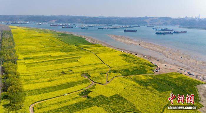 湖北枝江：繁花引客入村来_腾讯新闻