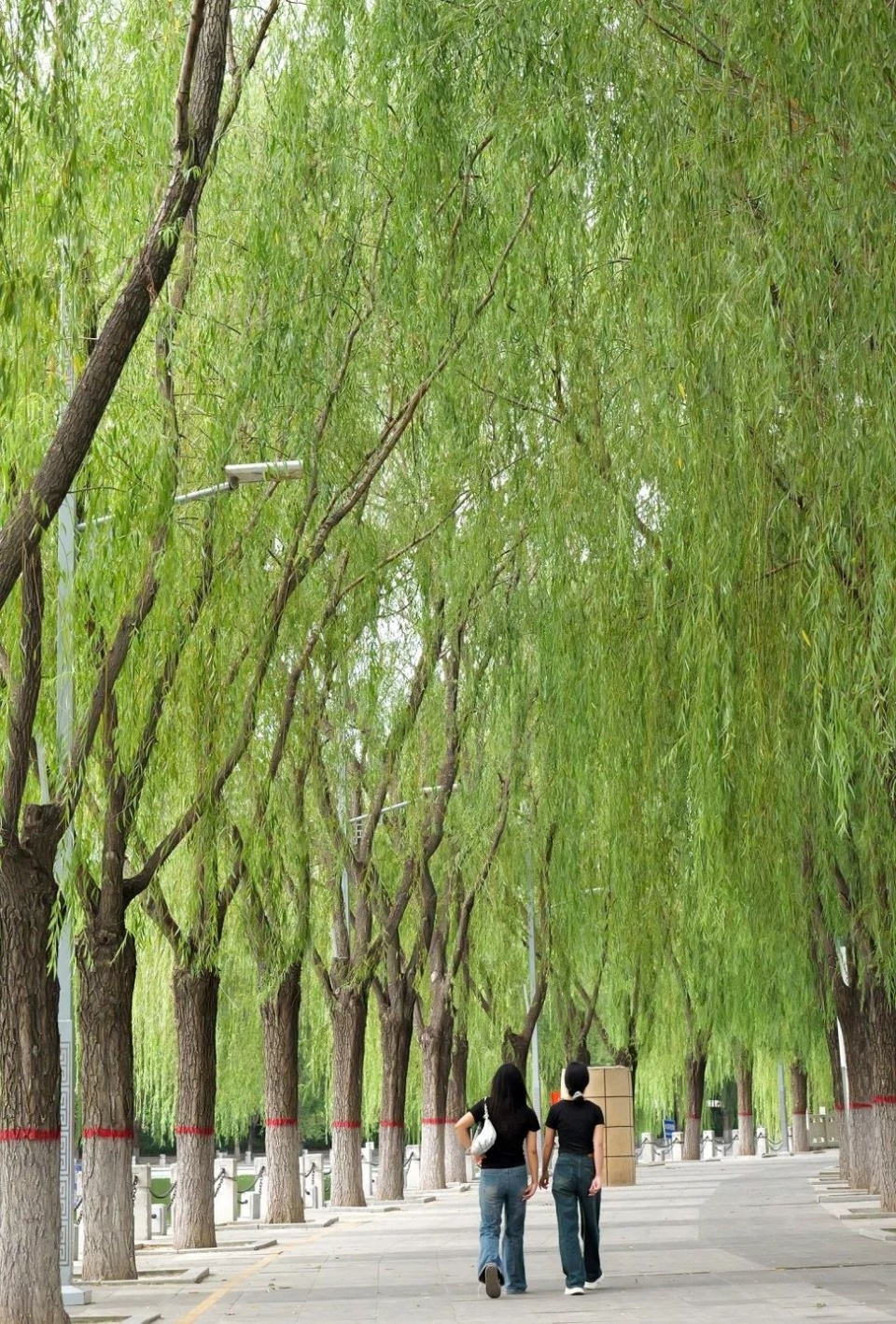 漫步,露营,赏秋色,郑州这座滨河公园有条超美的柳荫大道