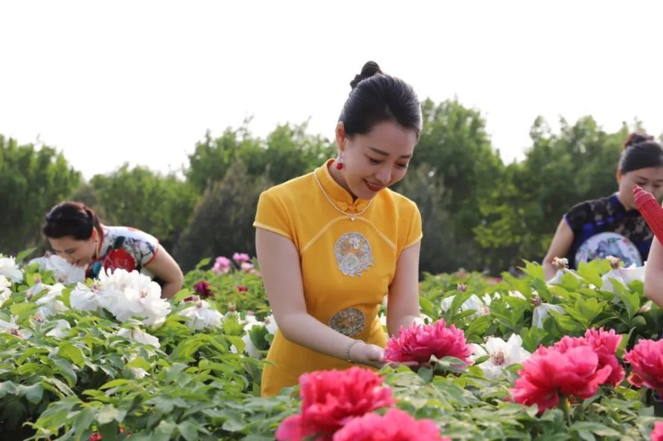 美不胜收!当旗袍佳丽邂逅牡丹花海