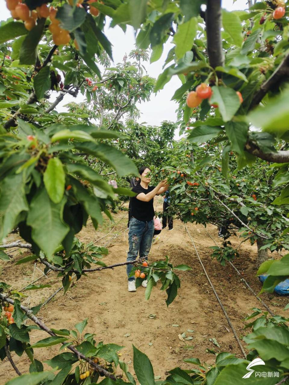 潍坊峡山区:甜了樱桃 美了乡村 富了村民