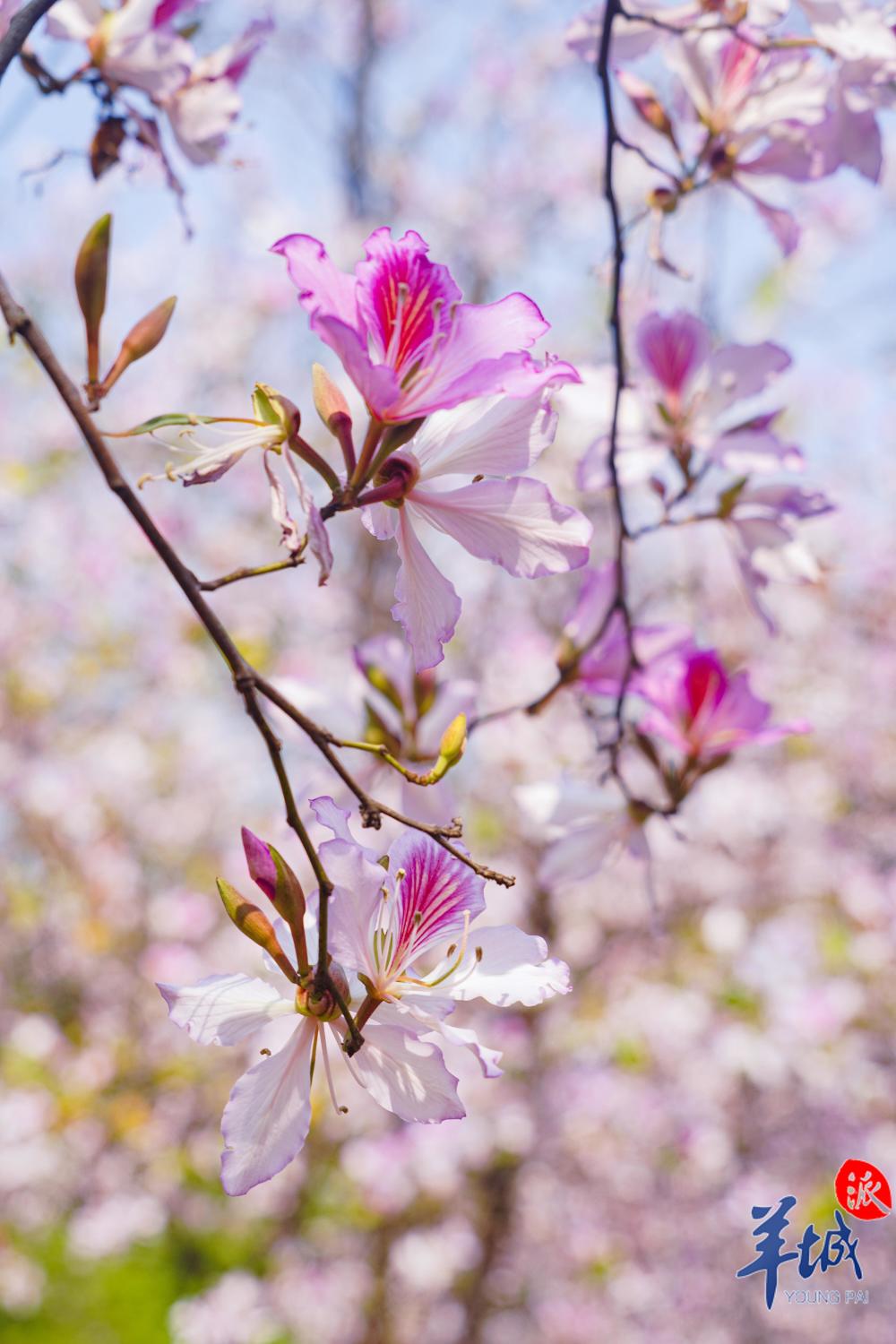 视频图集丨广州三月紫荆开华农校内春意浓