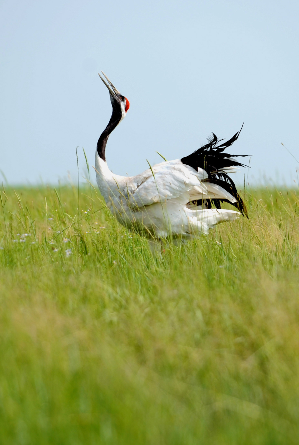 时光相册 | 养鹤的姑娘,这里的公路为你而歌