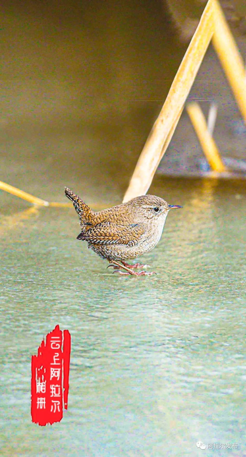 辨词农民的好帮手鹪鹩