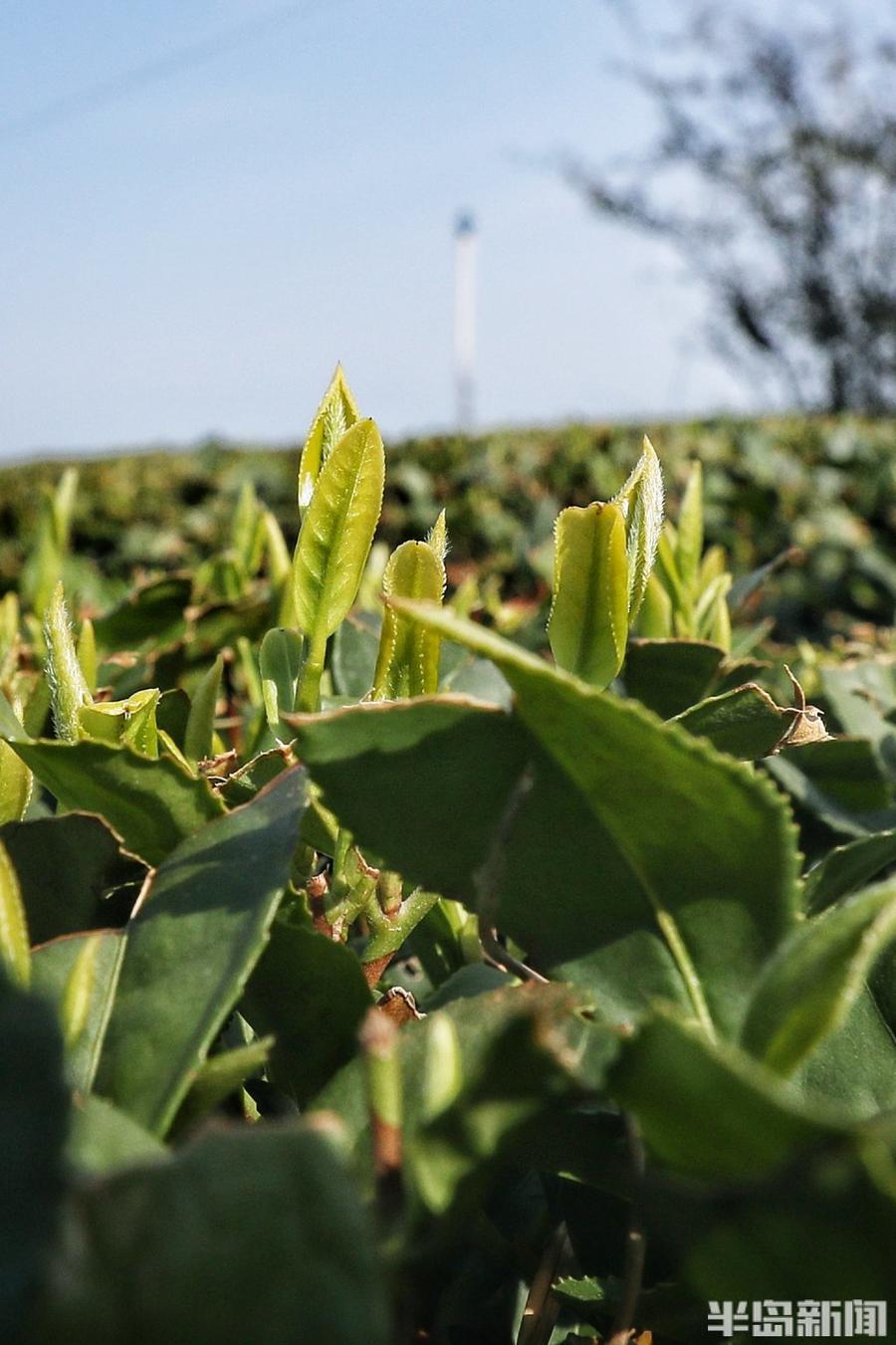 春日崂山第一口鲜!小片崂山大田茶抢先出芽_腾讯新闻