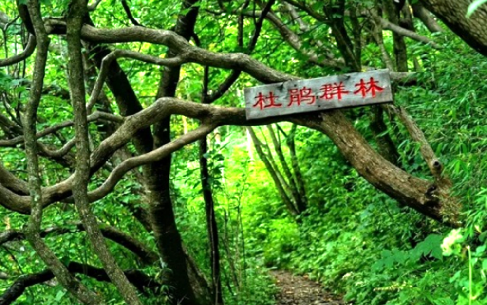 漫游秦楚古道 醉赏杜鹃花海