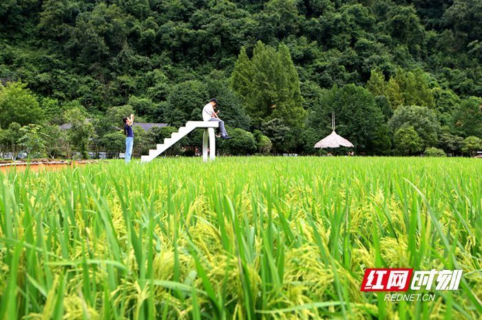 稻浪飘香引客来，黄龙洞景区田园风光受青睐_腾讯新闻