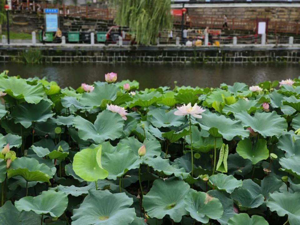 雨中西湖荷花图片