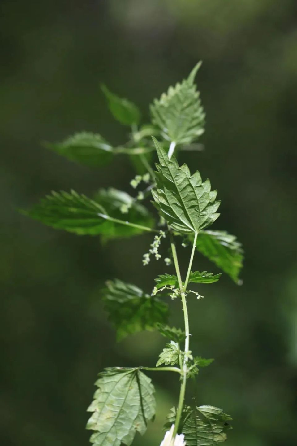 野荨麻花图片图片