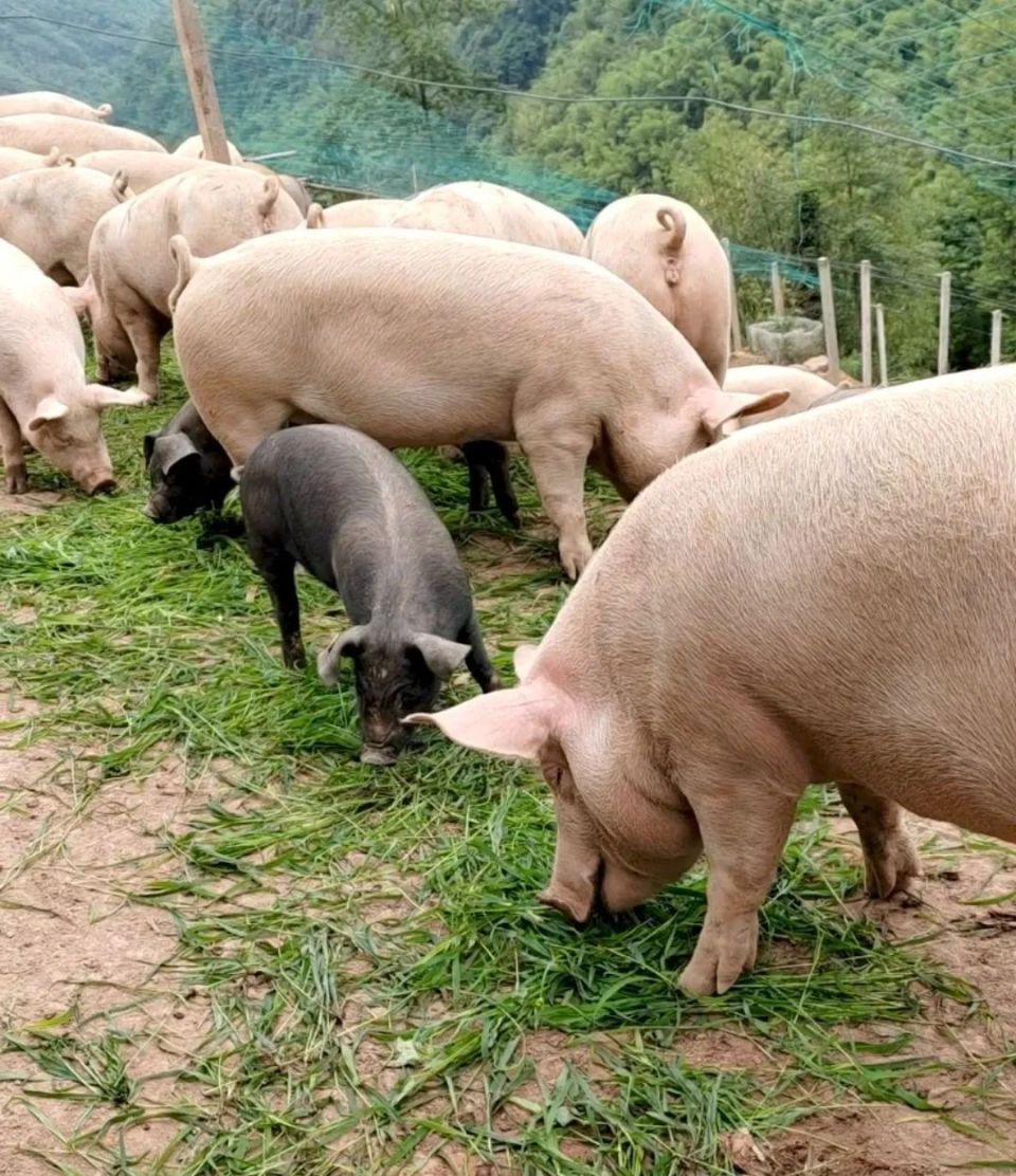 关不住!这个镇的"咩咩"和"niongniong"满山跑