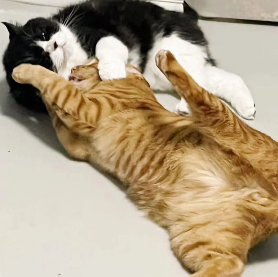 小猫咪为什么总觉得别猫碗里的饭香!