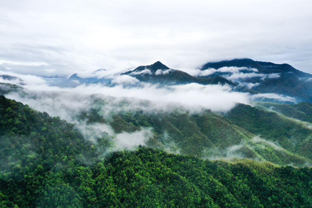 江西上饶五府山畲族三月三,有龙有凤,比广西还热闹_腾讯新闻